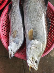 60823955 2382071705359520 8453427375848292352 N 600x800